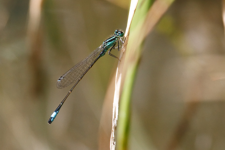 Ischnura elegans maschio